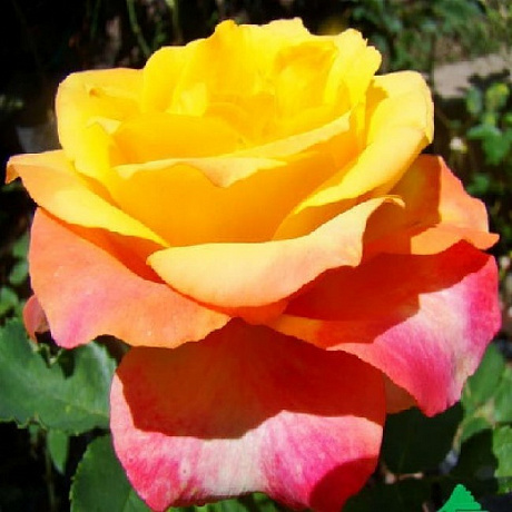 Роза миниатюрная Триколор